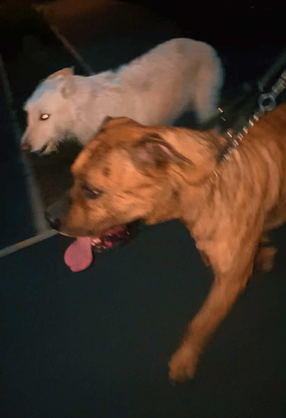@Mooch 💖🍃 PRESA-CANARIO