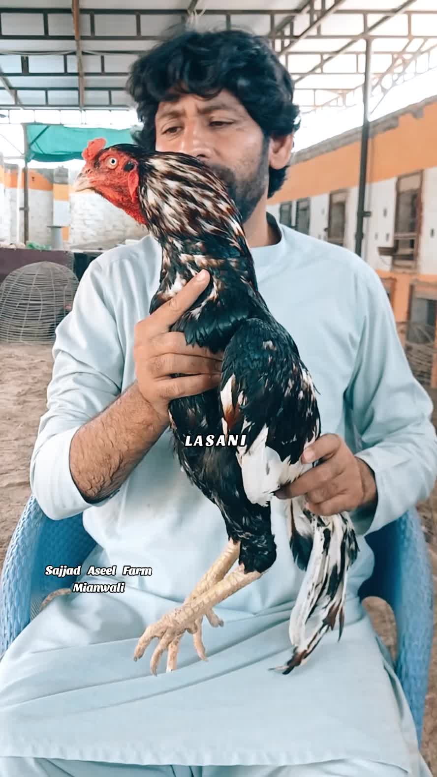@Sajjad Aseel Farm