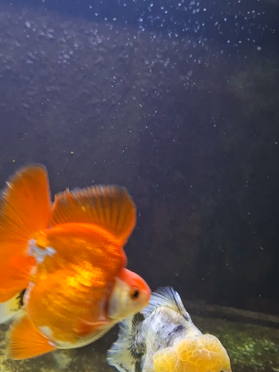 @🍓 Angelo 🐡