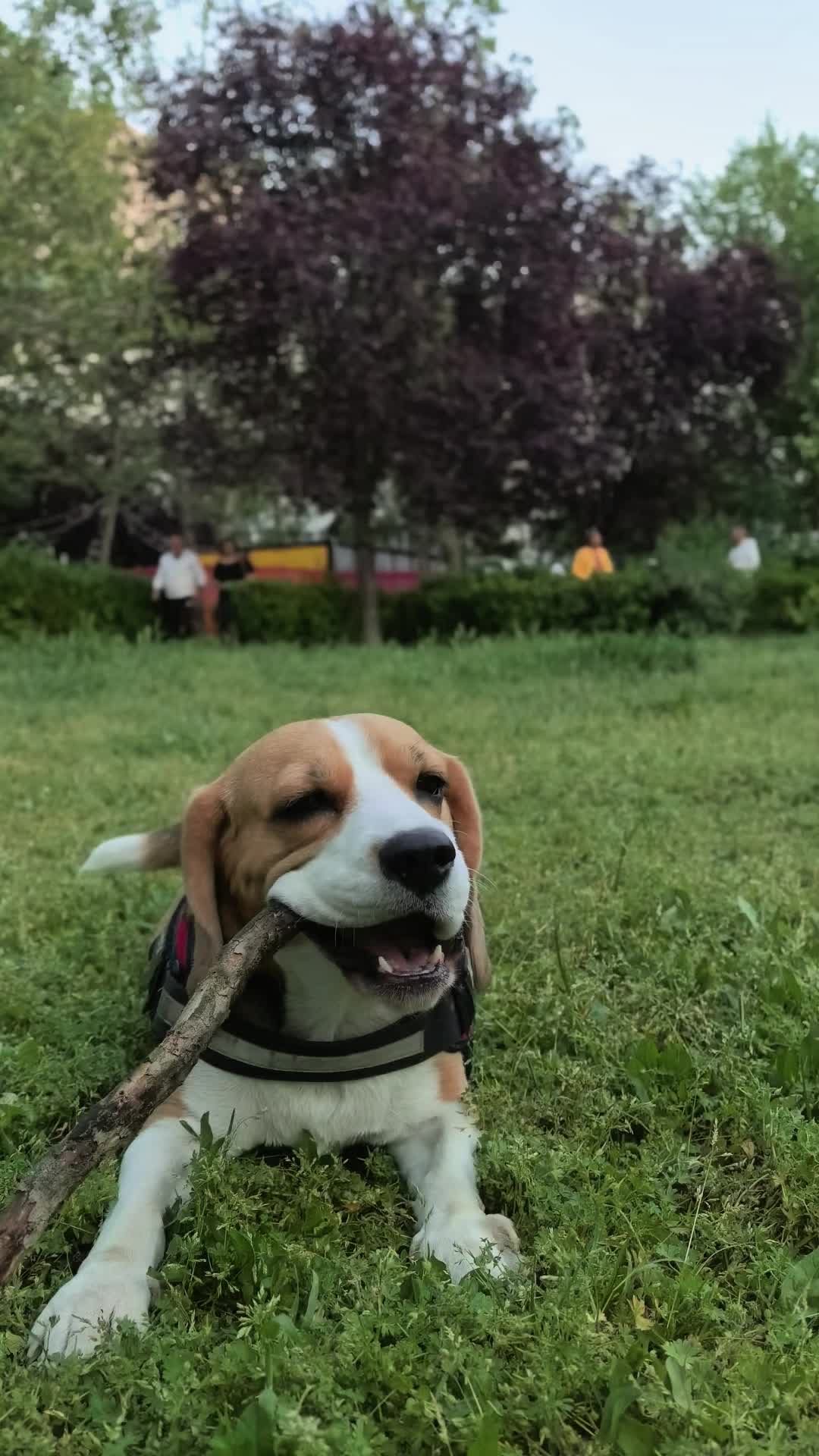 @Bogdănel 😎 & 🐶 Masha