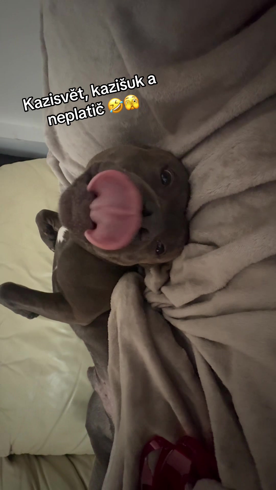 @Beast animal