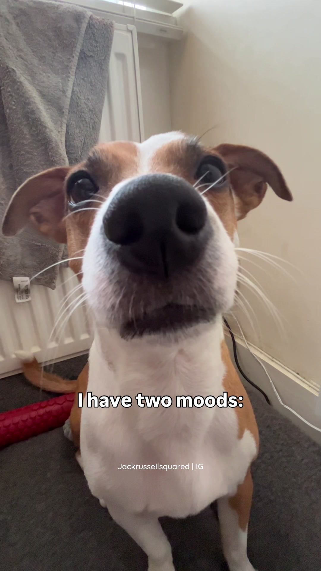 @jackrussellsquared