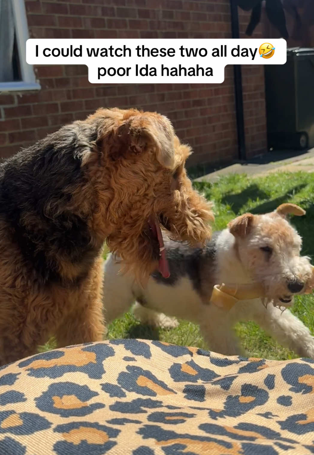 @Thefoxandtheairedale