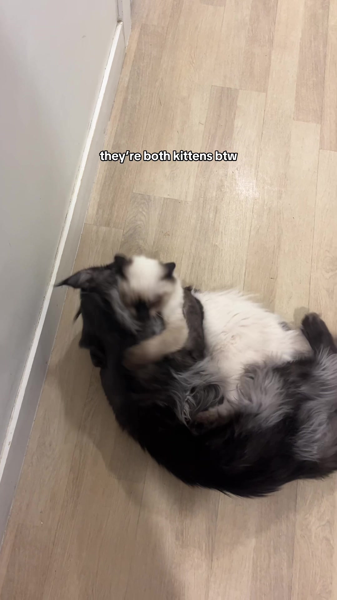 @crazycatcafe