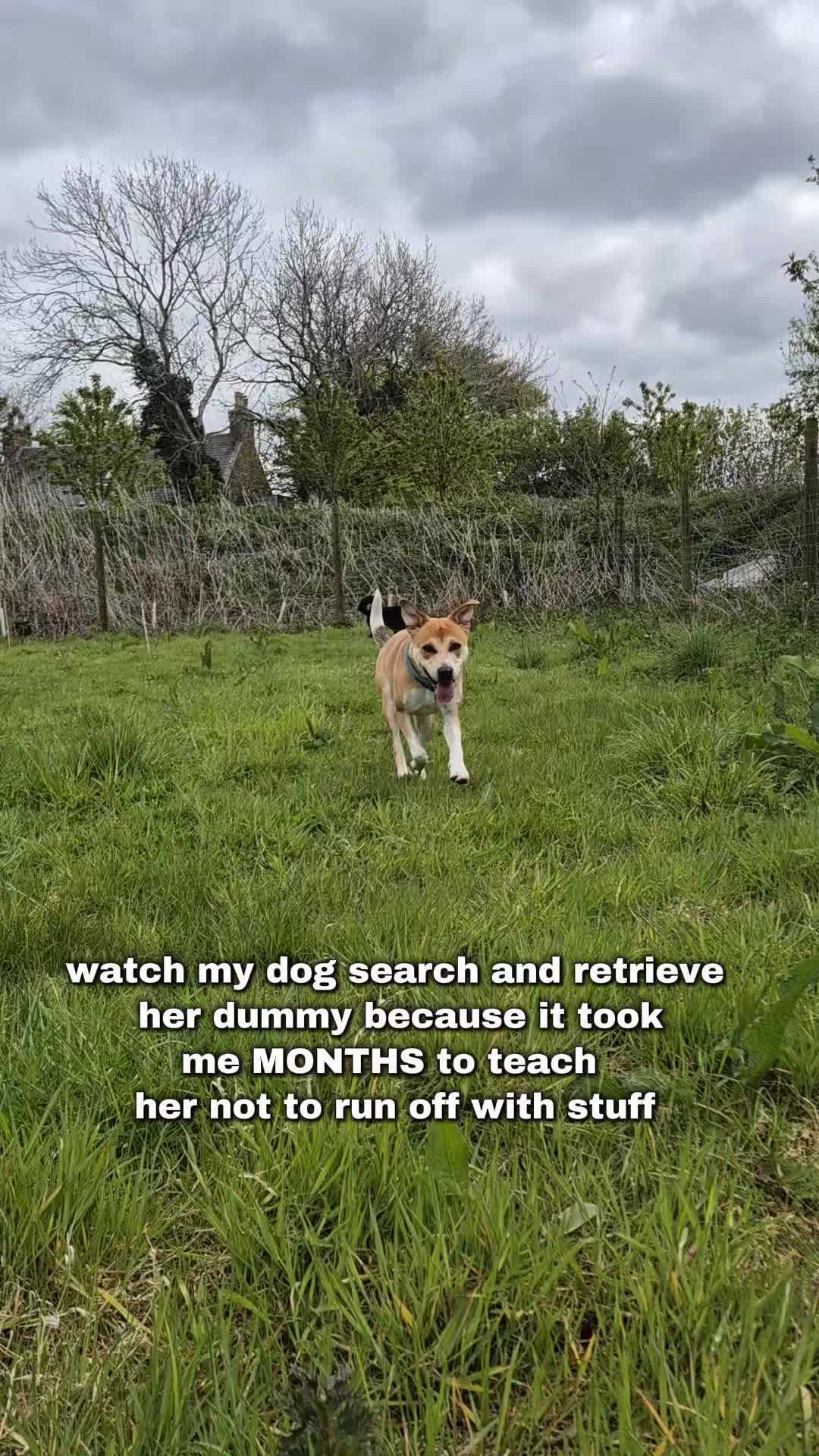 @wildlife_rescue_adventure