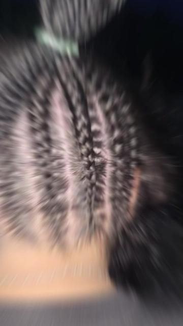 @꧁༺ᴍᴏʀᴇɴɪᴛᴀ Hᴇʀʀᴇʀᴀ༻꧂
