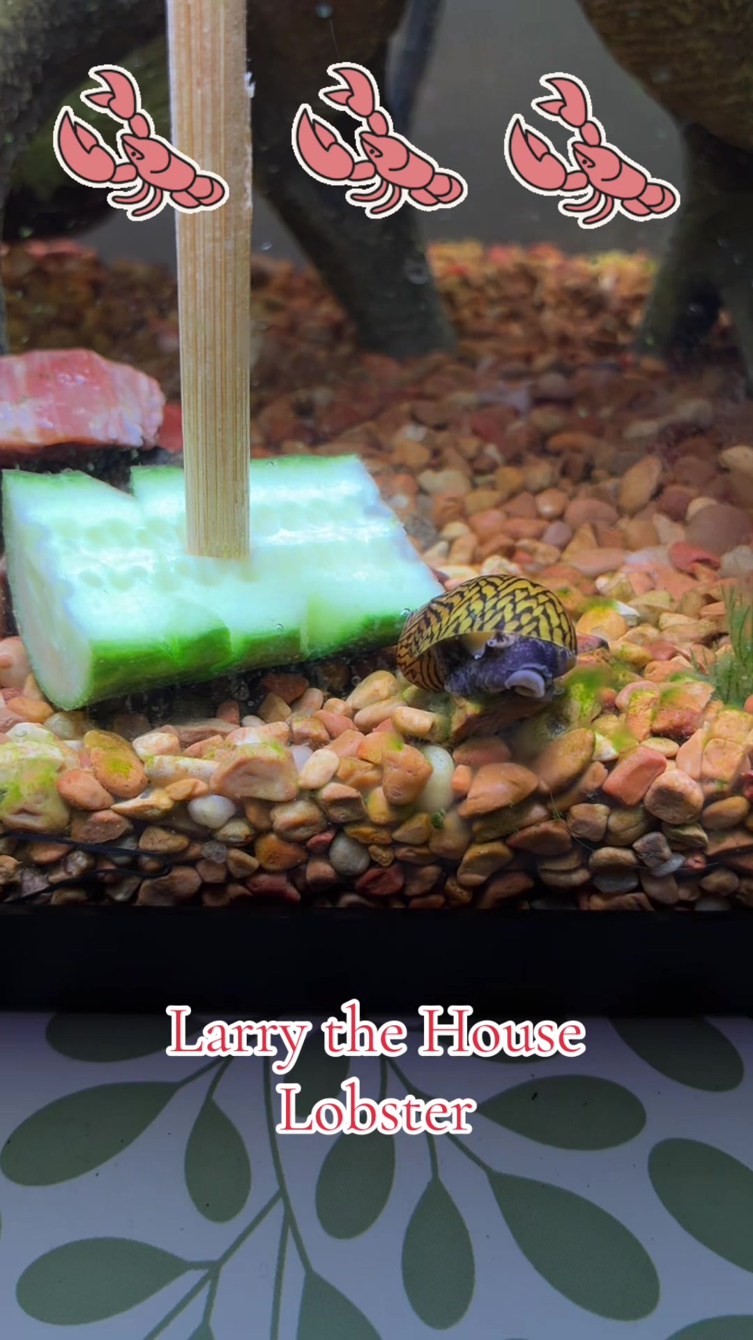 @Larry the House Lobster