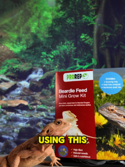 @prorep_reptile