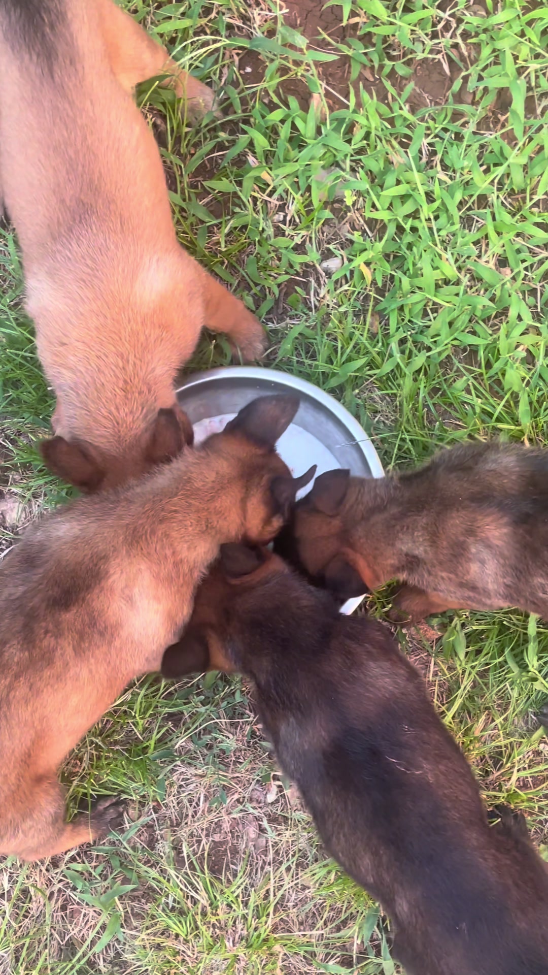 @The_belgian_malinois
