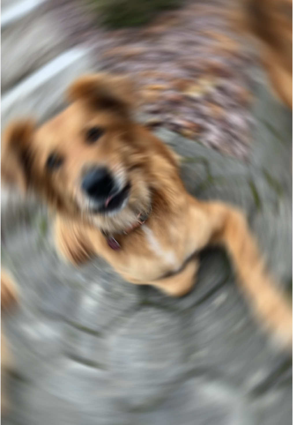 @Elisa & Sunny 🐶