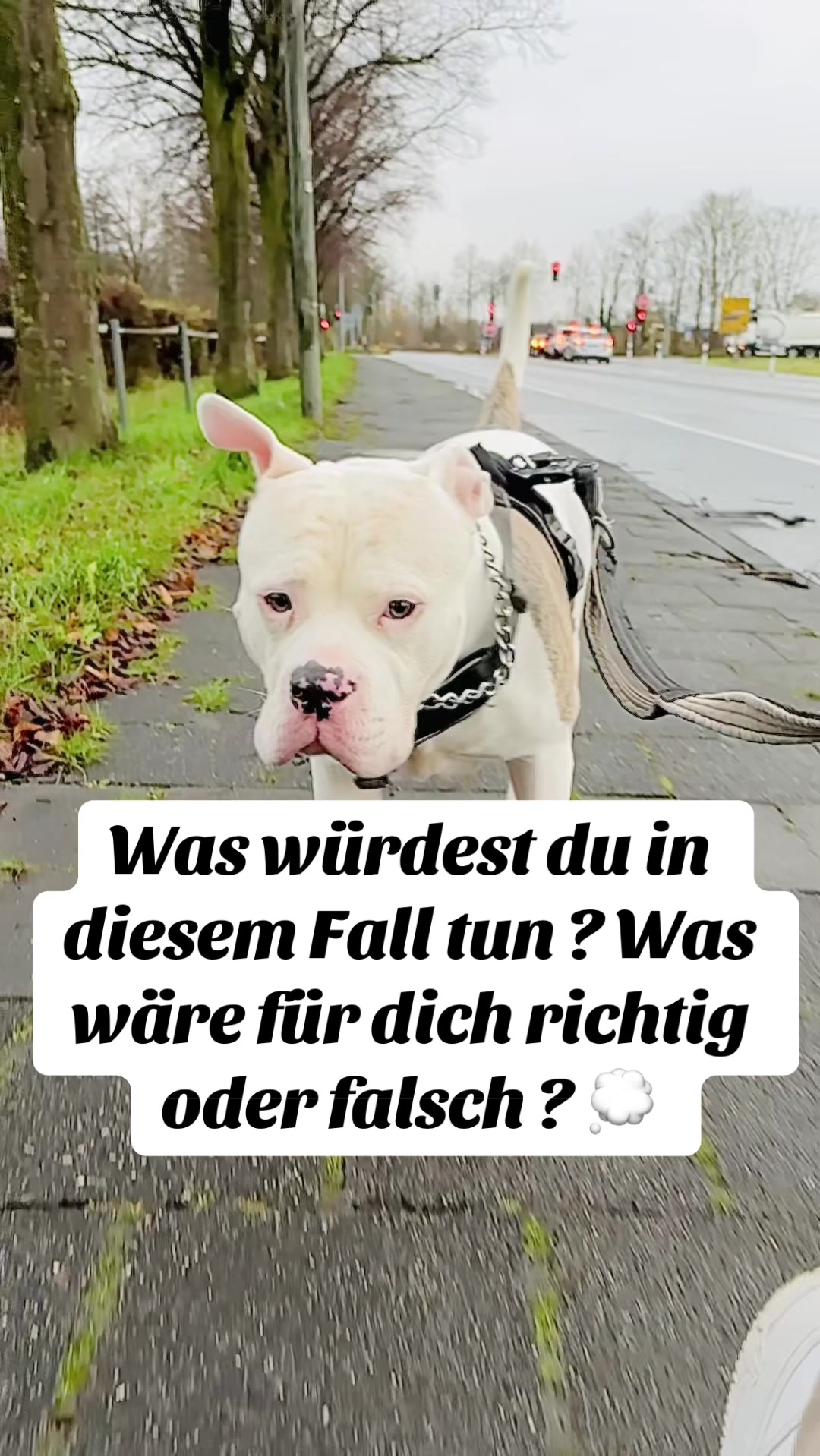 @daxter_the_bulldog