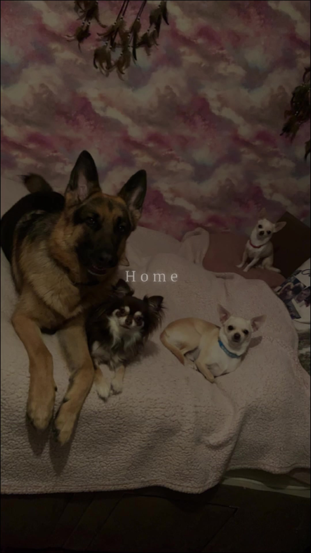 @🐶🪽Jess 🐶🪽