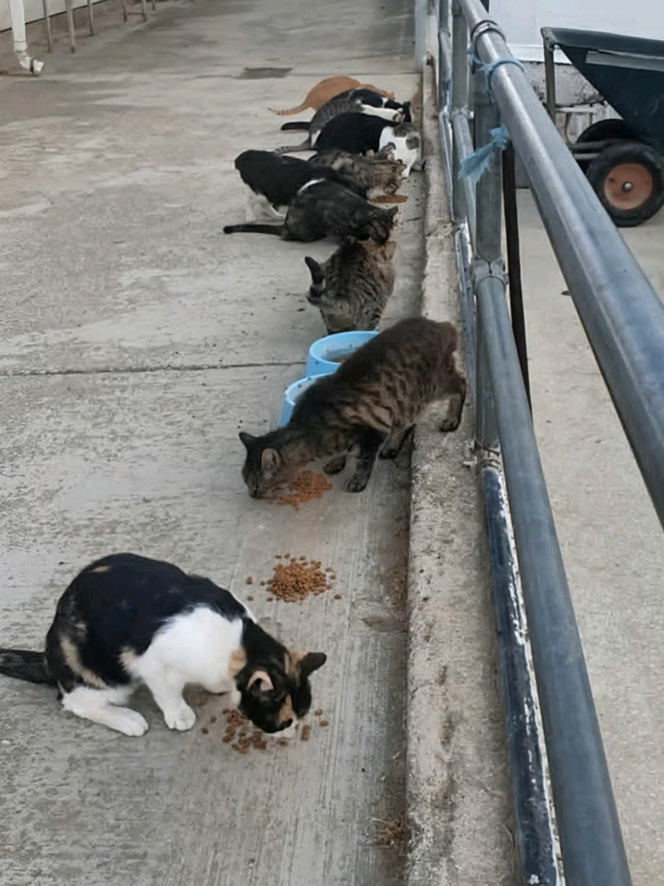 @Greek Animal Rescue