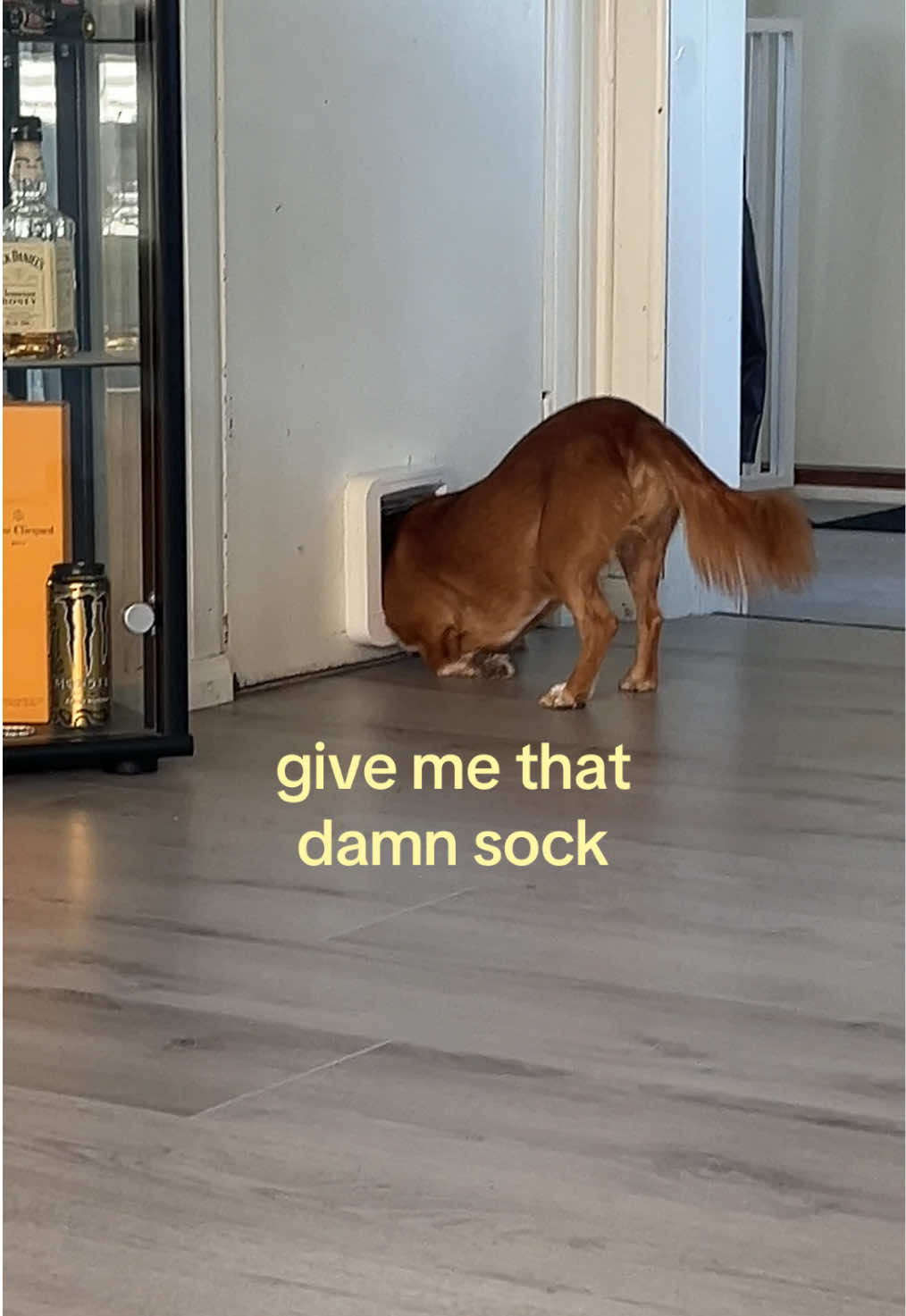 @moamaily