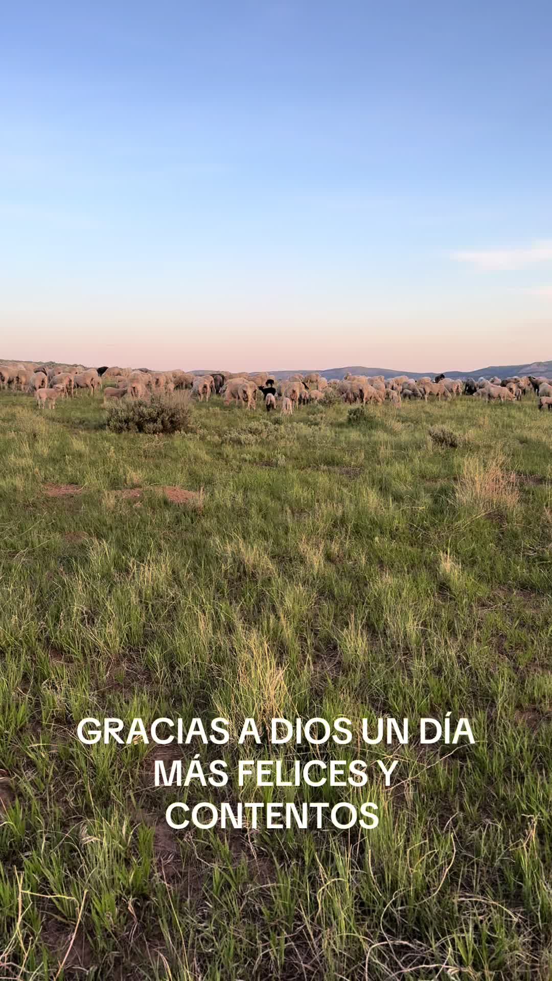 @papuchito 👨🌾🫏