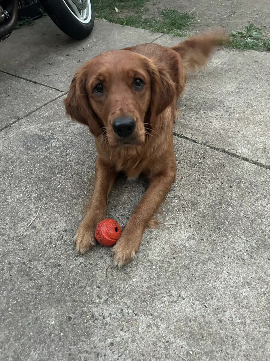 @Los golden Retriever