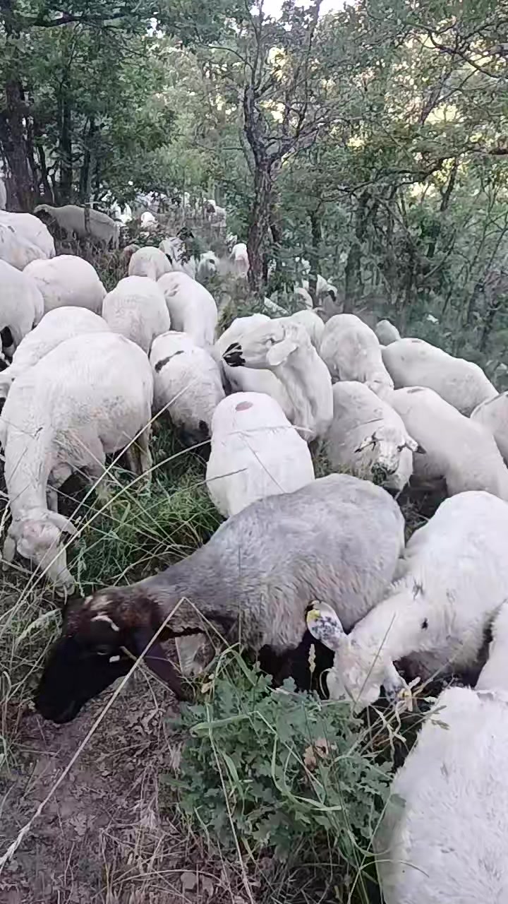 @Deli Çoban 42