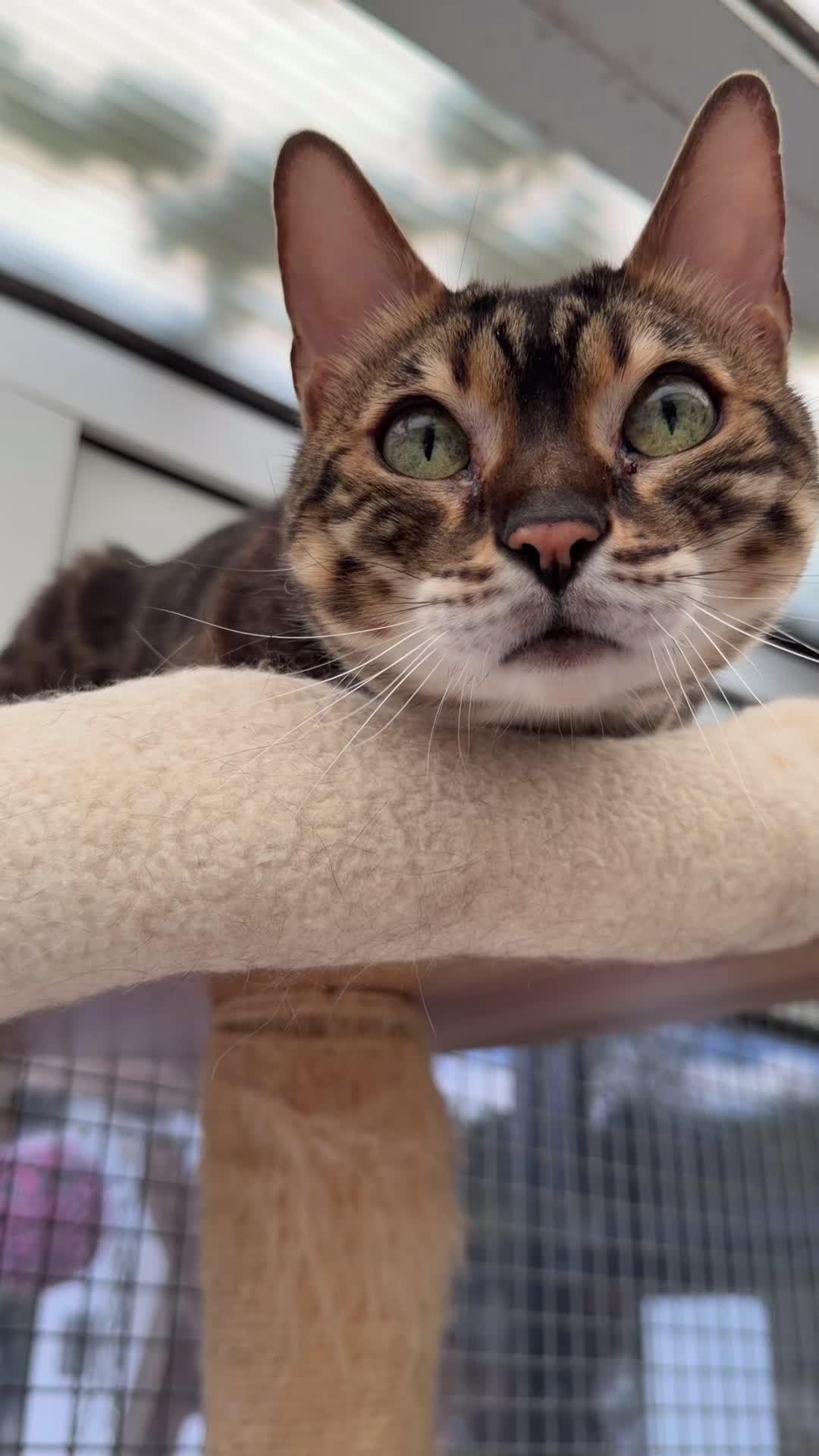 @Herongate Village Cattery