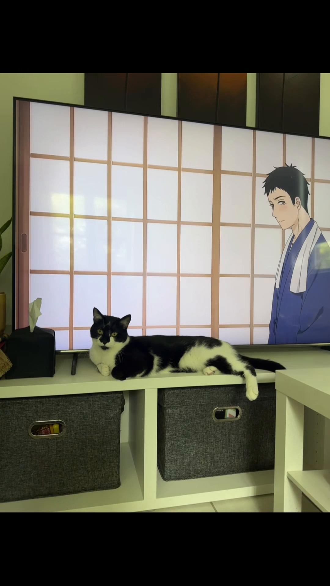 @Chibi.the.cat