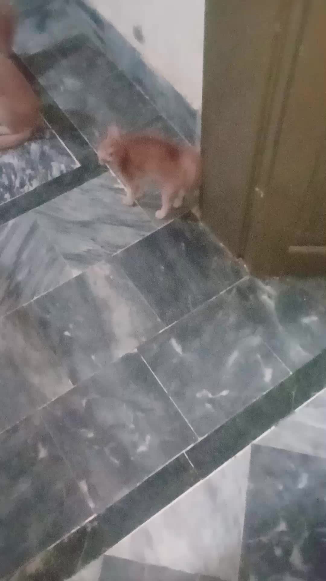 @cutecatlover8172