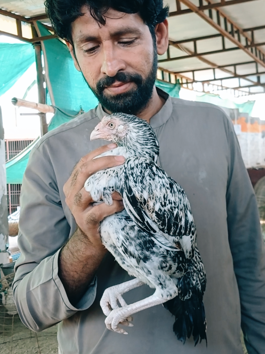 @Sajjad Aseel Farm