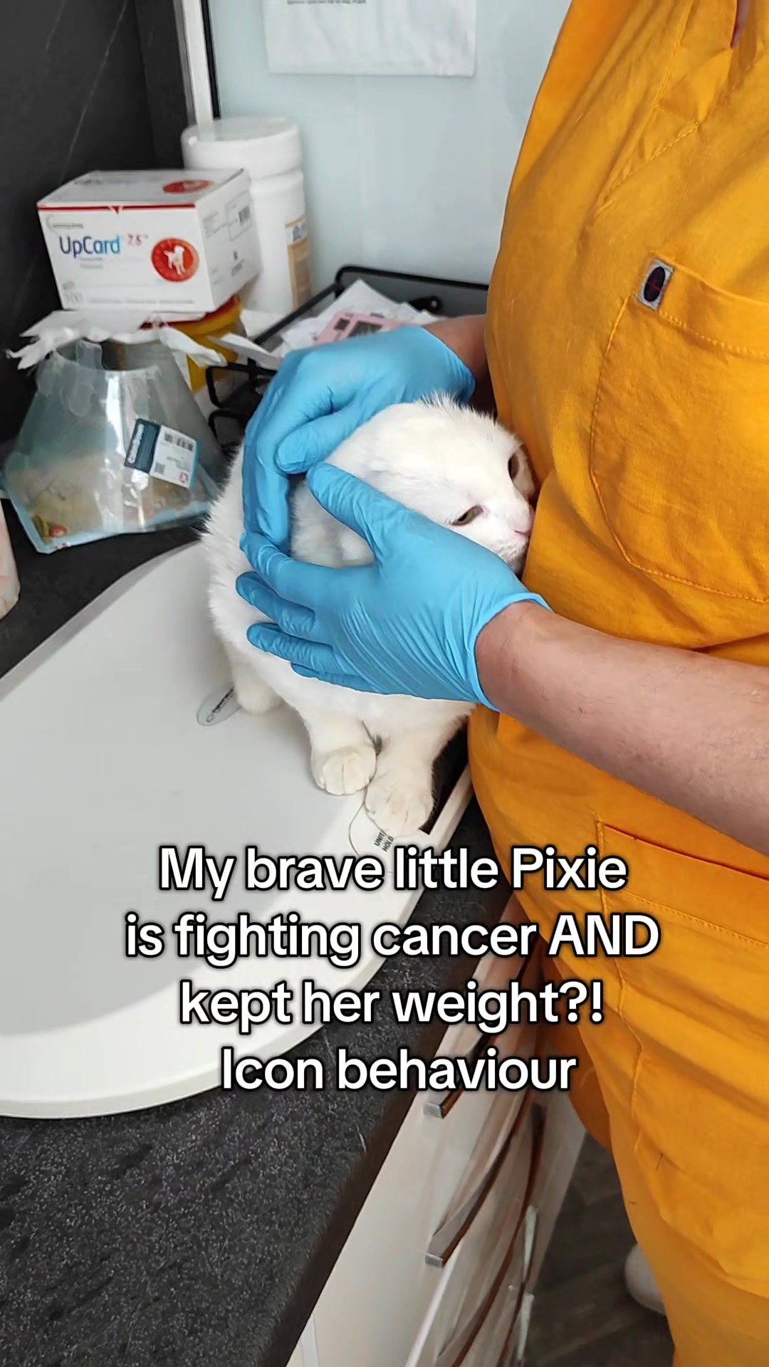 @Fluffy - the persian cat
