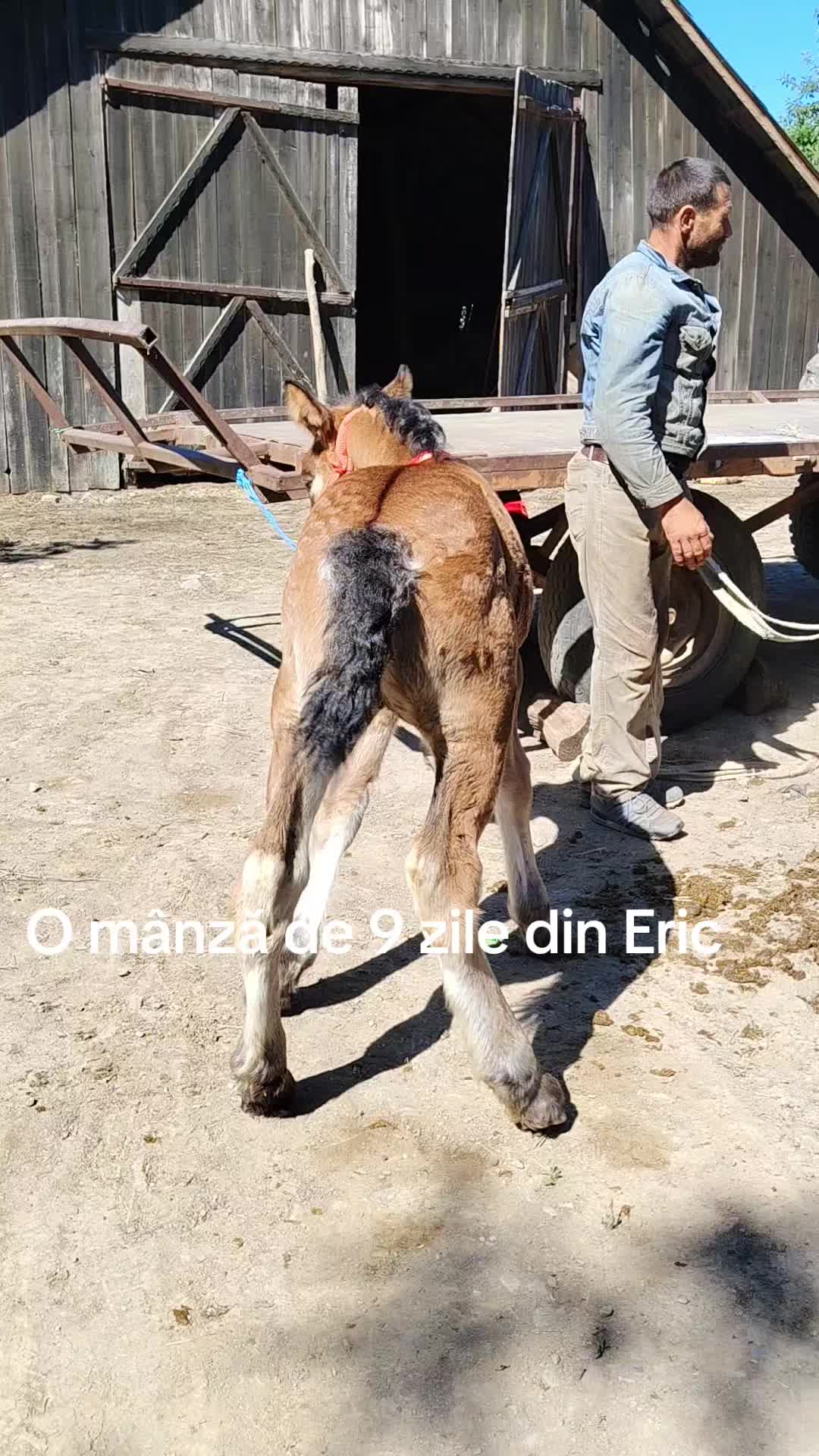 @Andrei Fernye
