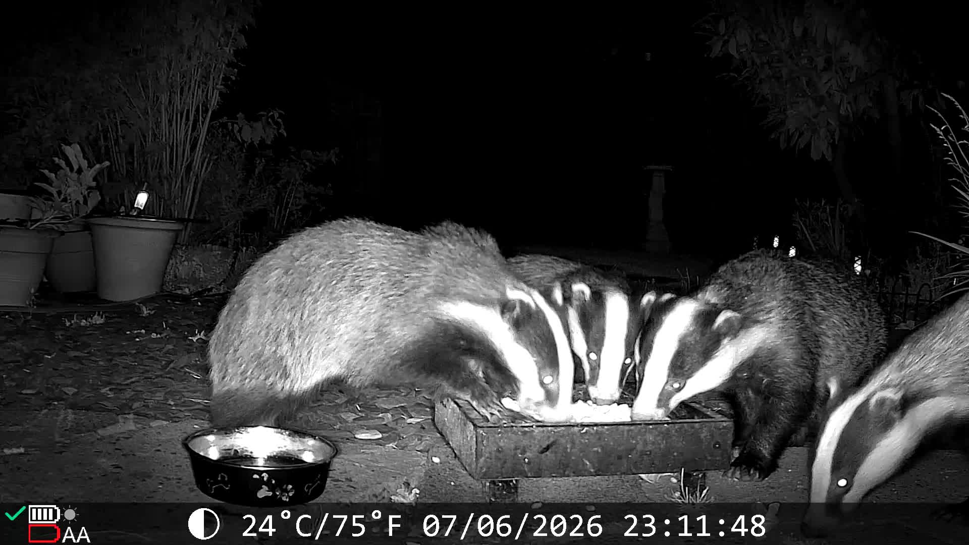 @Kent Garden Wildlife UK