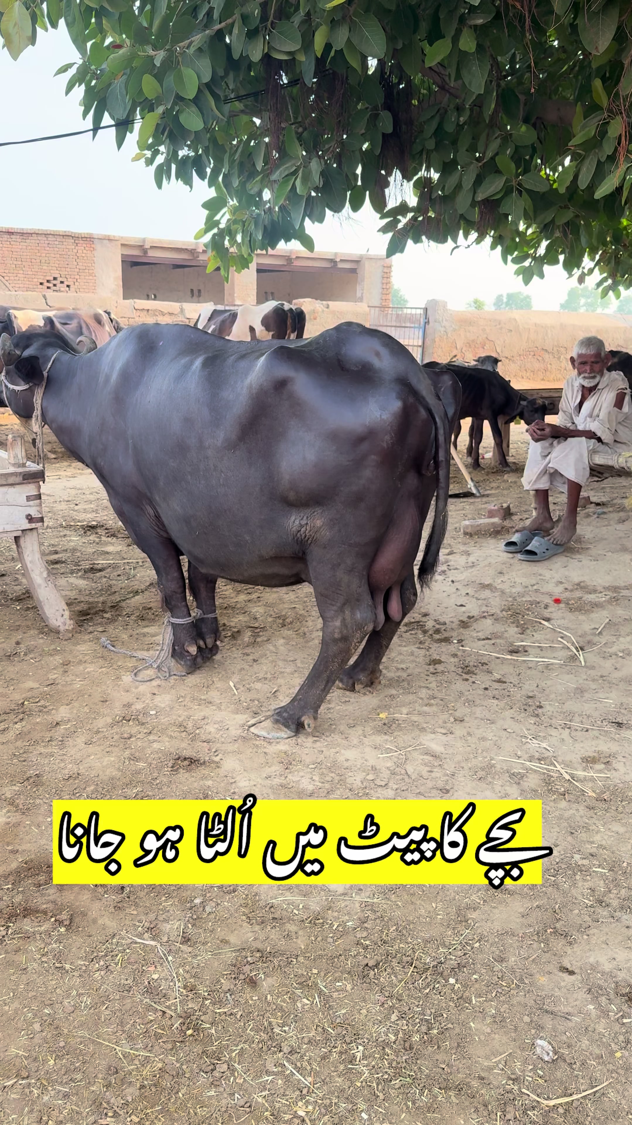@vet.dr.mohsin4800
