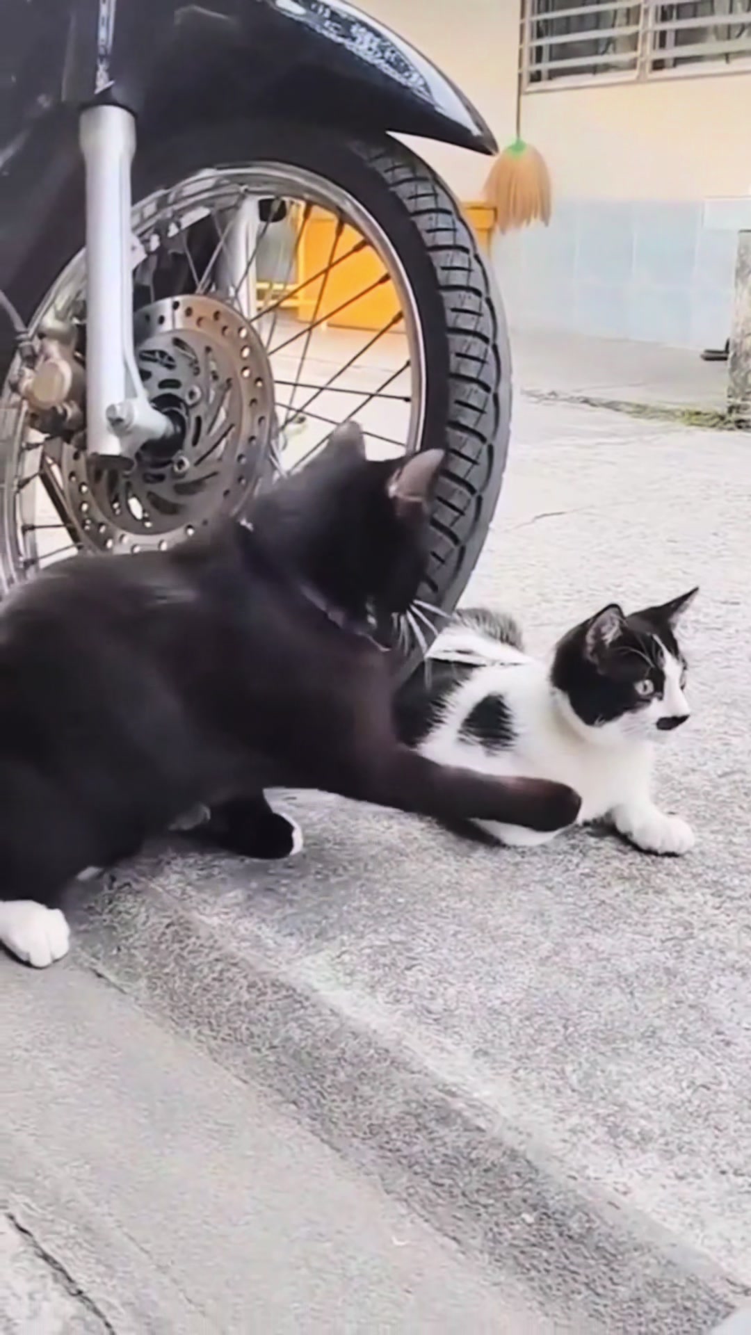 @🐈 Elvis & Friends 🐈