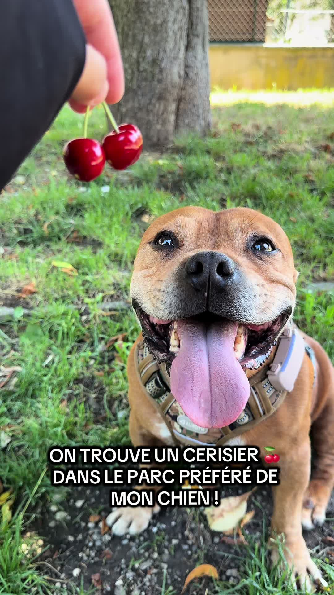 @🐾 Malki Red Star 🐾