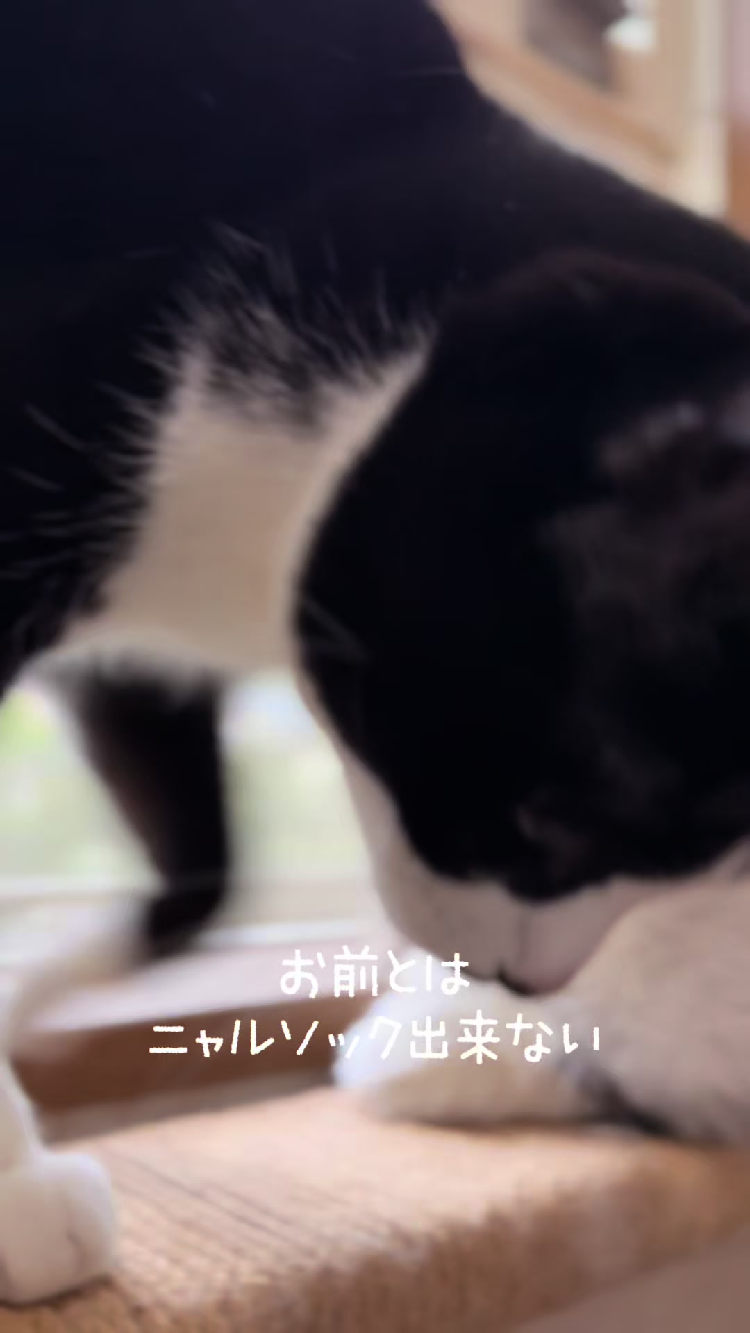 @ネコたまちゃんねる