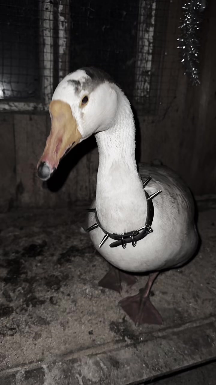 @goose_semyon