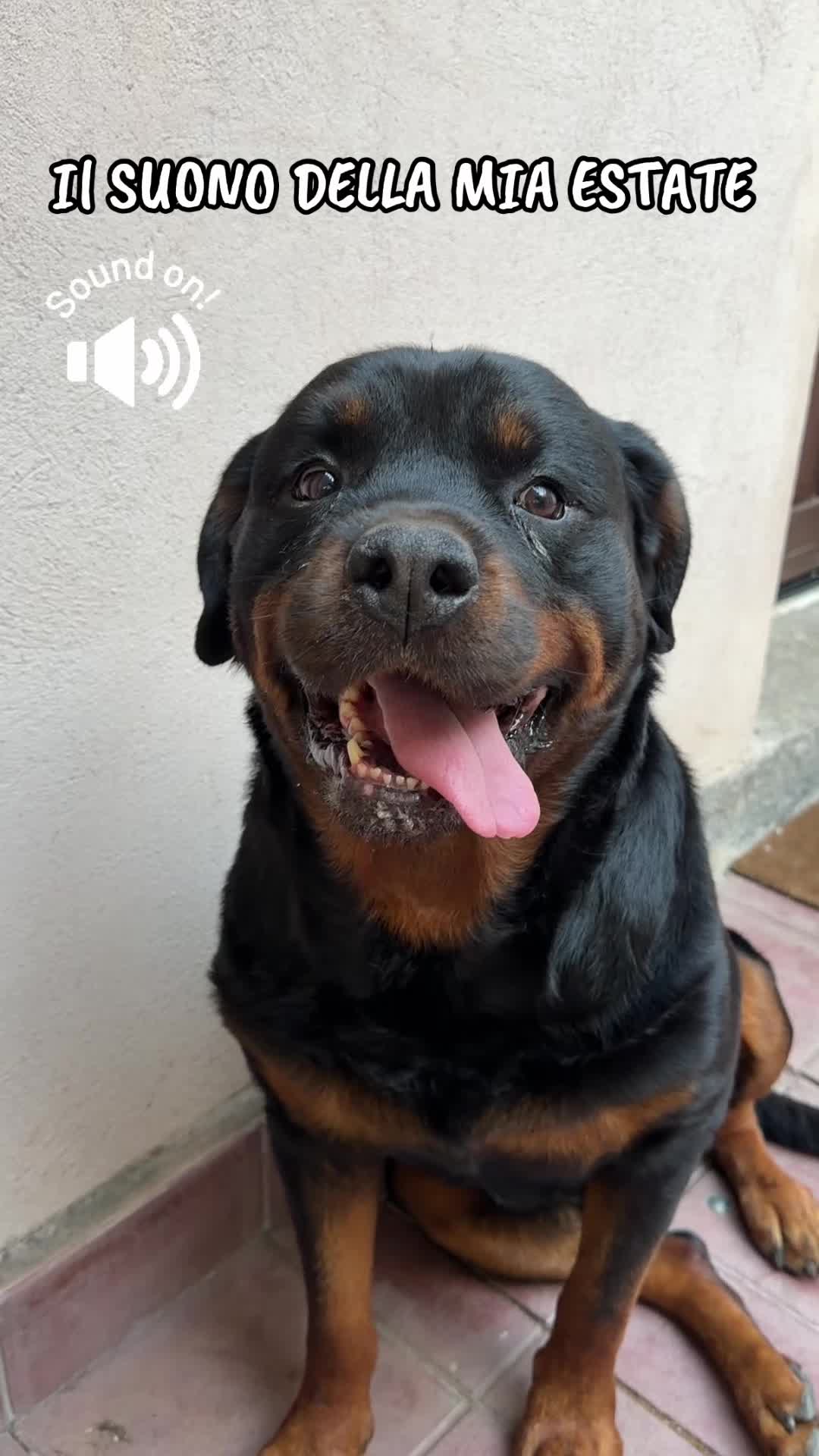 @Tutti pazzi per Ciro il rott