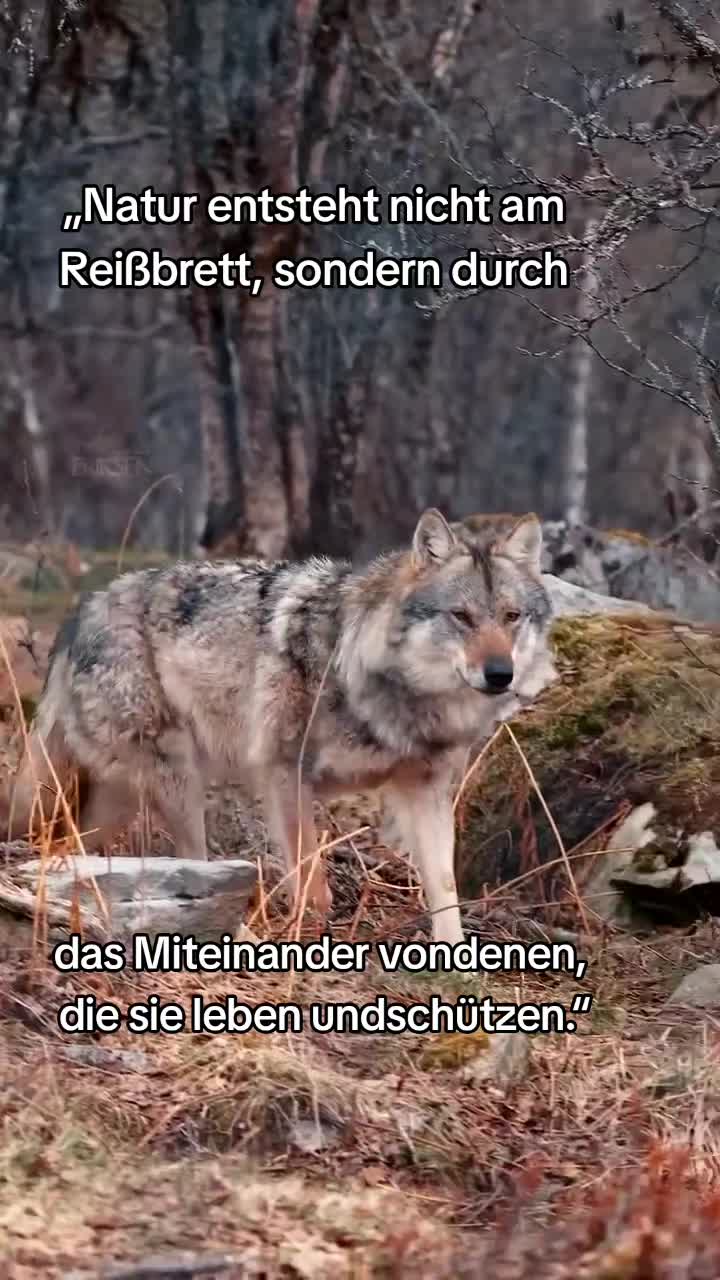 @Schutz für Wolf und Weide 🇦🇹