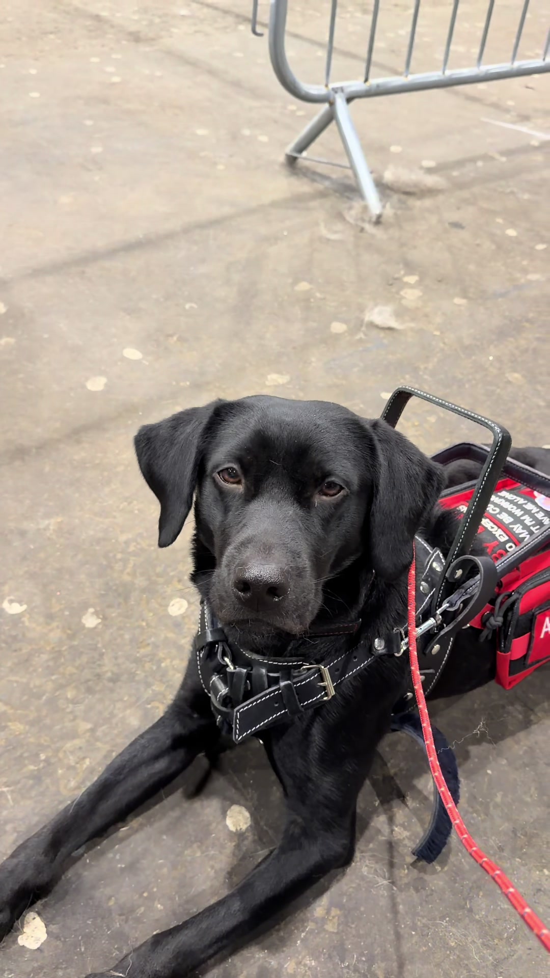 @themworkingdogs🏴