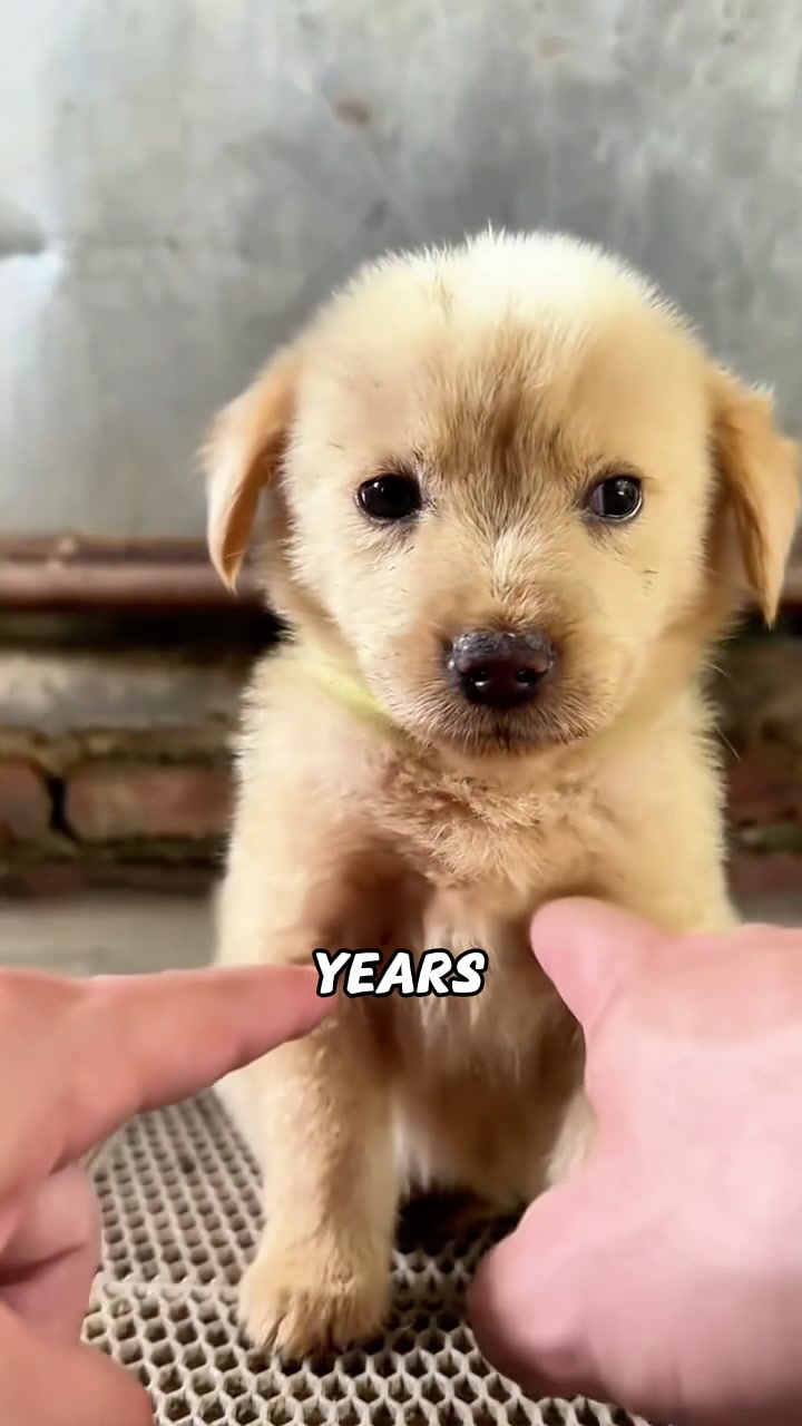 @rescuetails