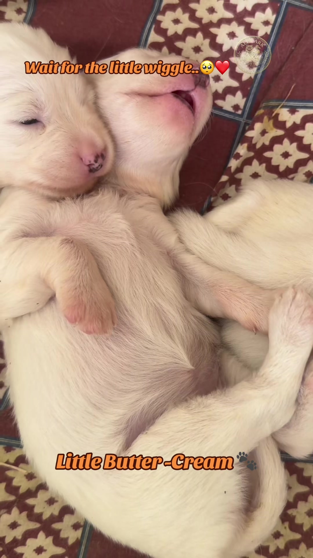 @alis.ark_official