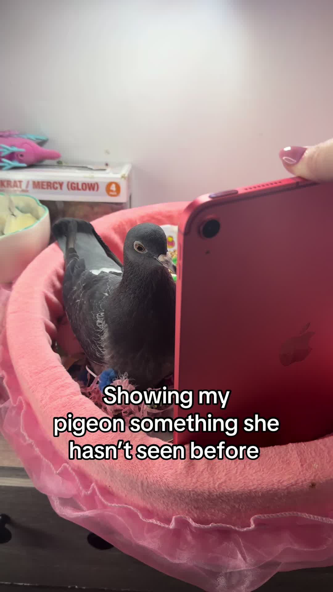 @Nekobutts 🐦