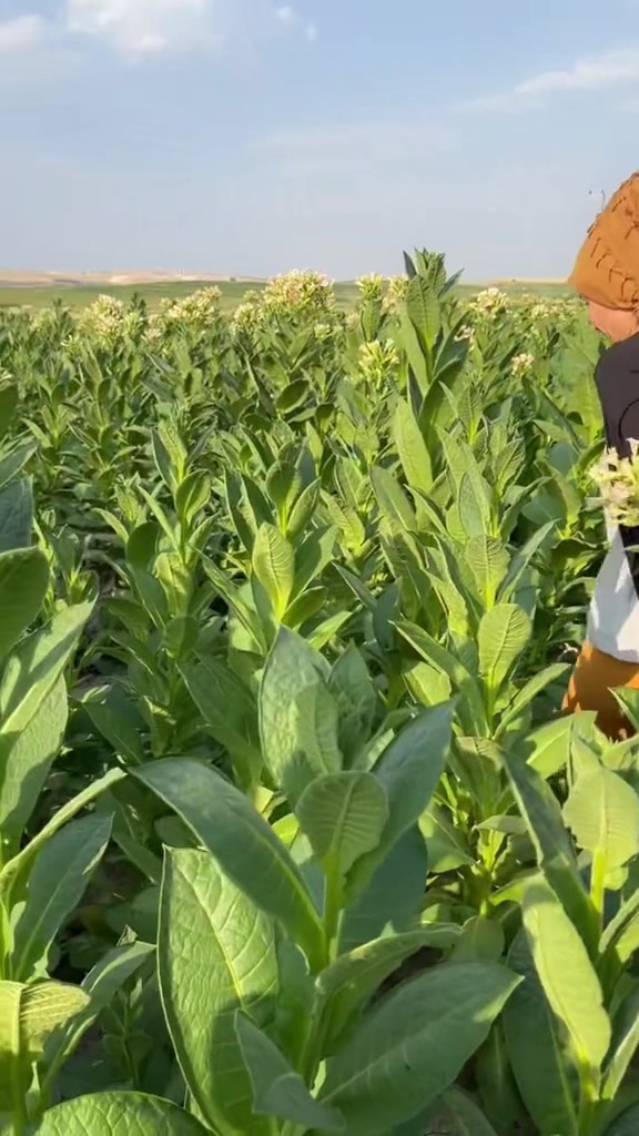 @Türkan