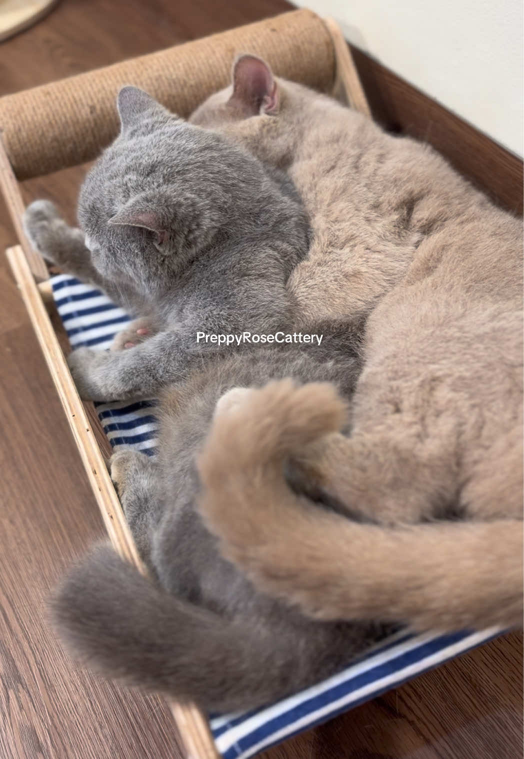 @PreppyRoseCattery