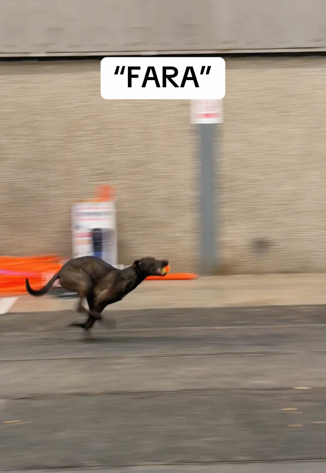 @Pawsitivity Flyball Team