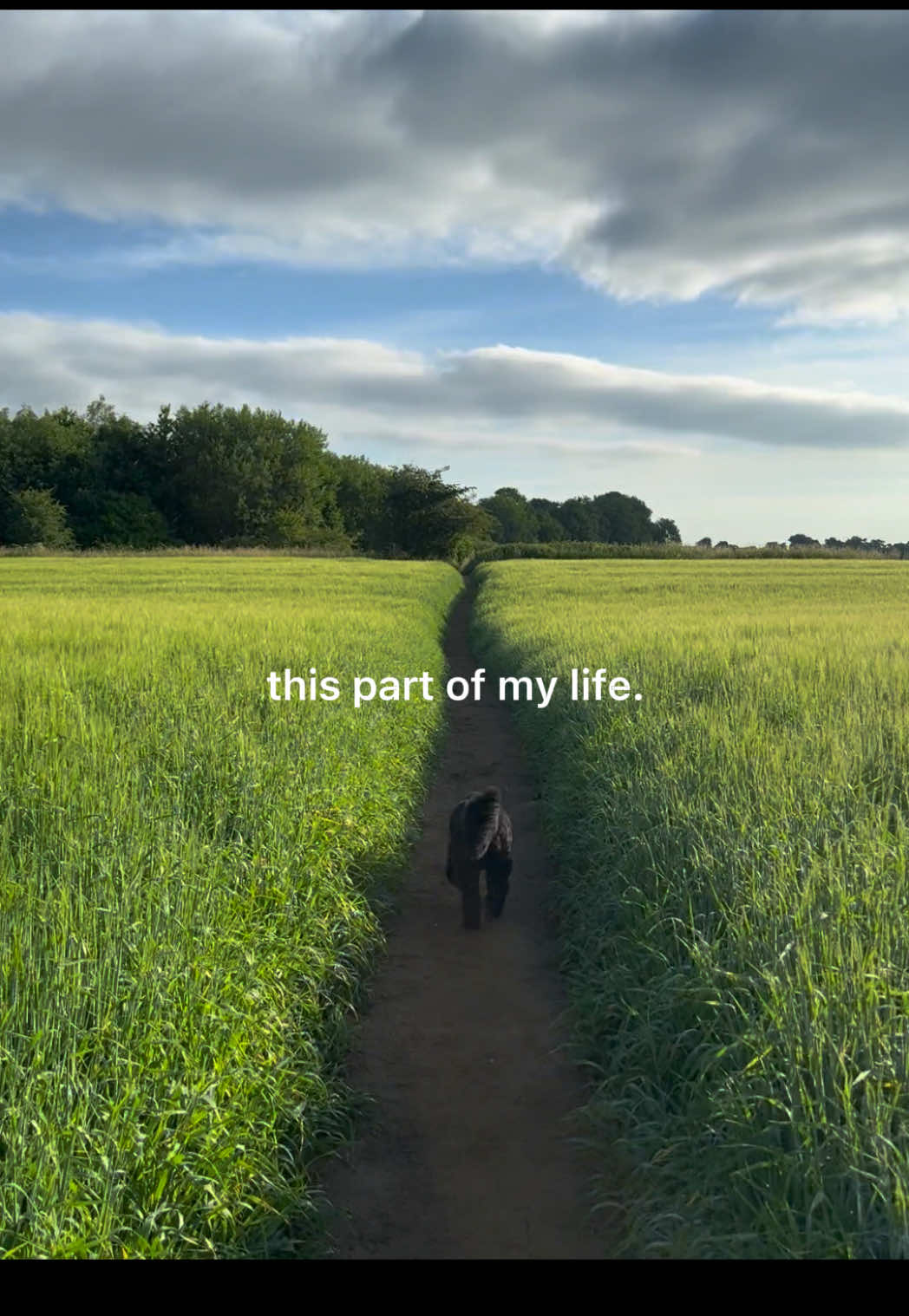 @PEPSI 🐾
