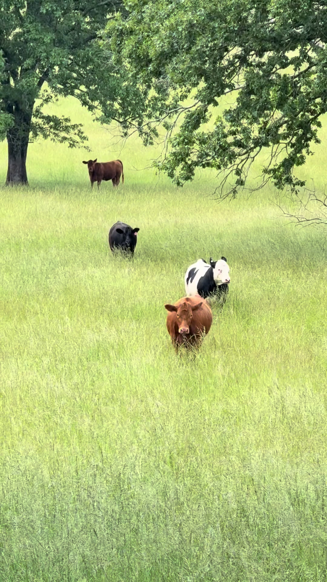 @Massey Land & Cattle