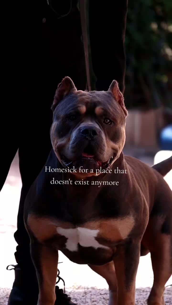 @bullyranchespania