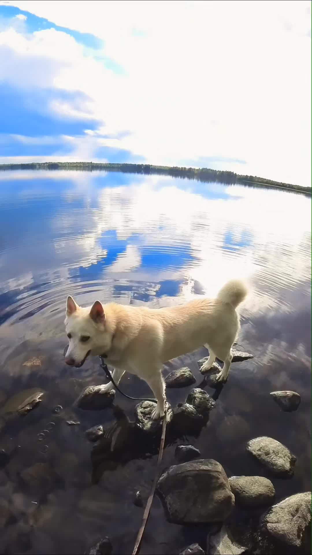 @PawPrintLifestyle ๐พ๐ซ๐ฎ