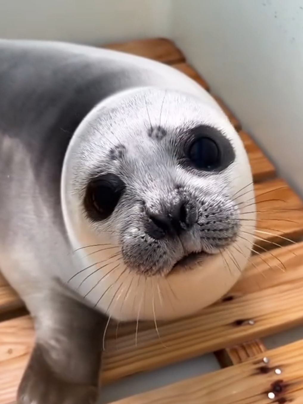 @🩷🎀 seal 🦭🩷