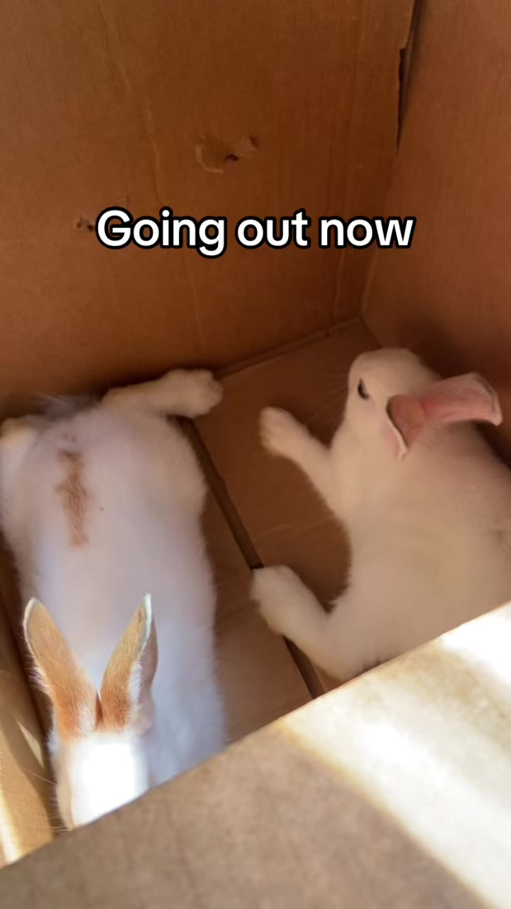 @HappyHoppersRabbitry