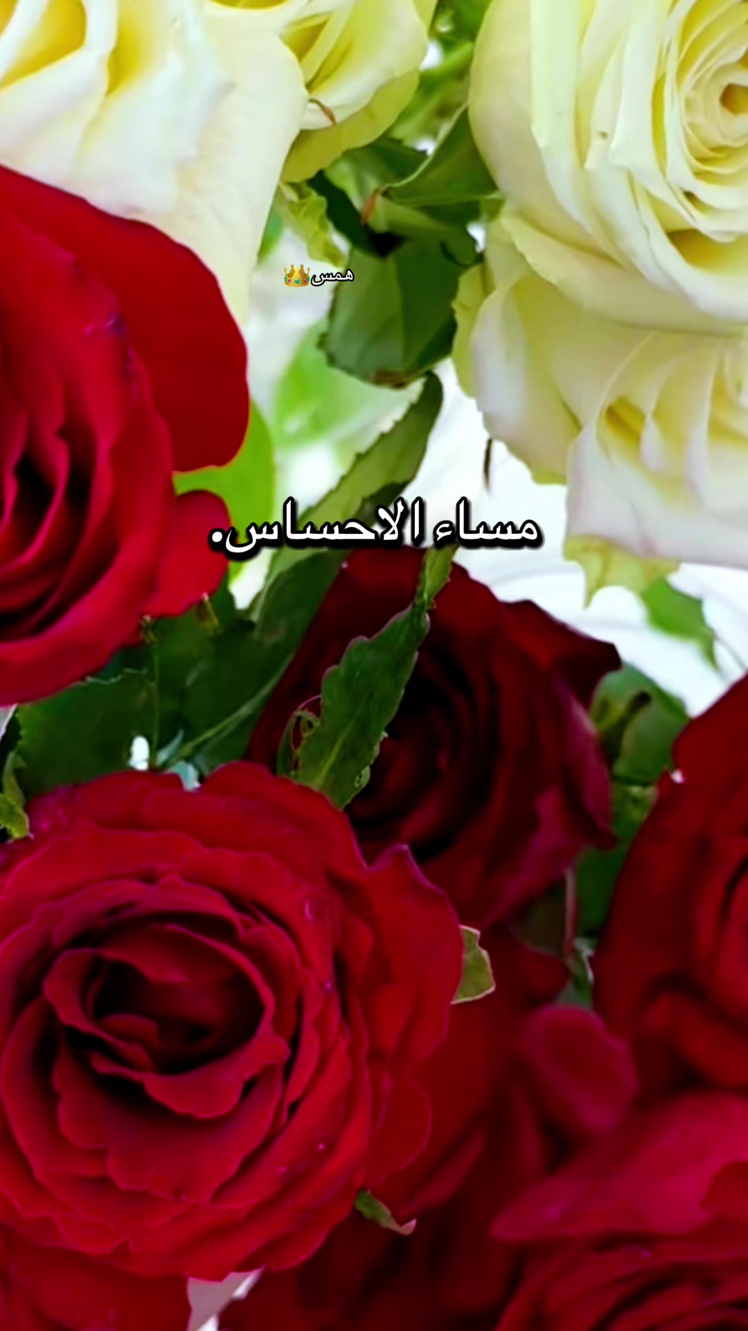 @ملكة الكون 👑