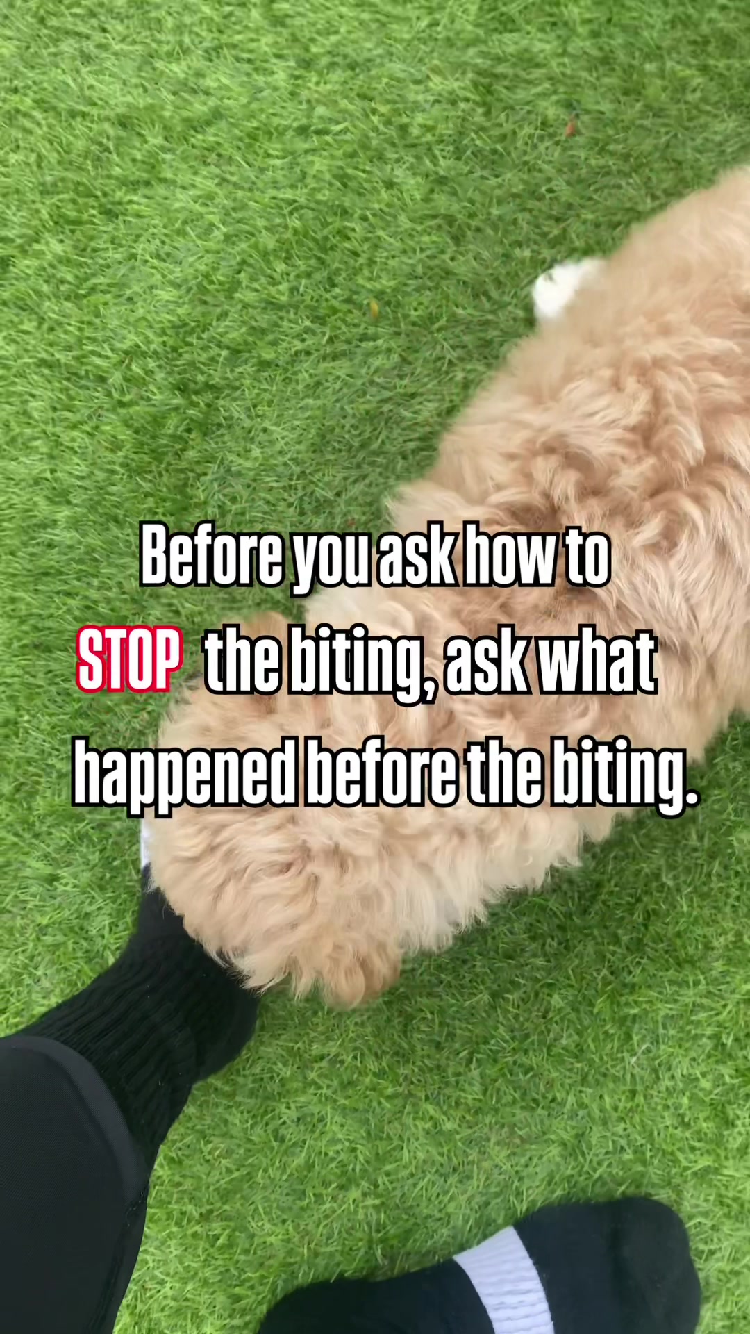 @Sara Professional Dog Trainer